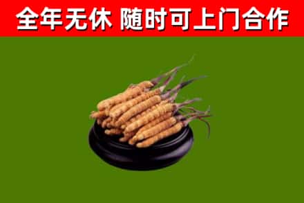 南关区回收散虫草
