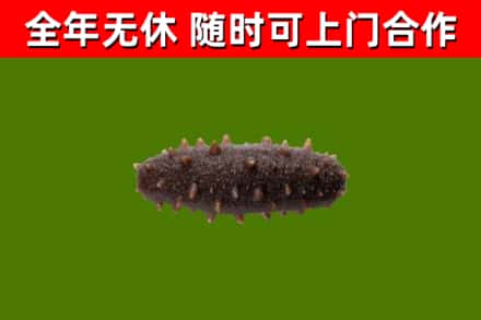 南关区回收海参干